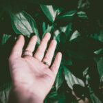 jungle hand