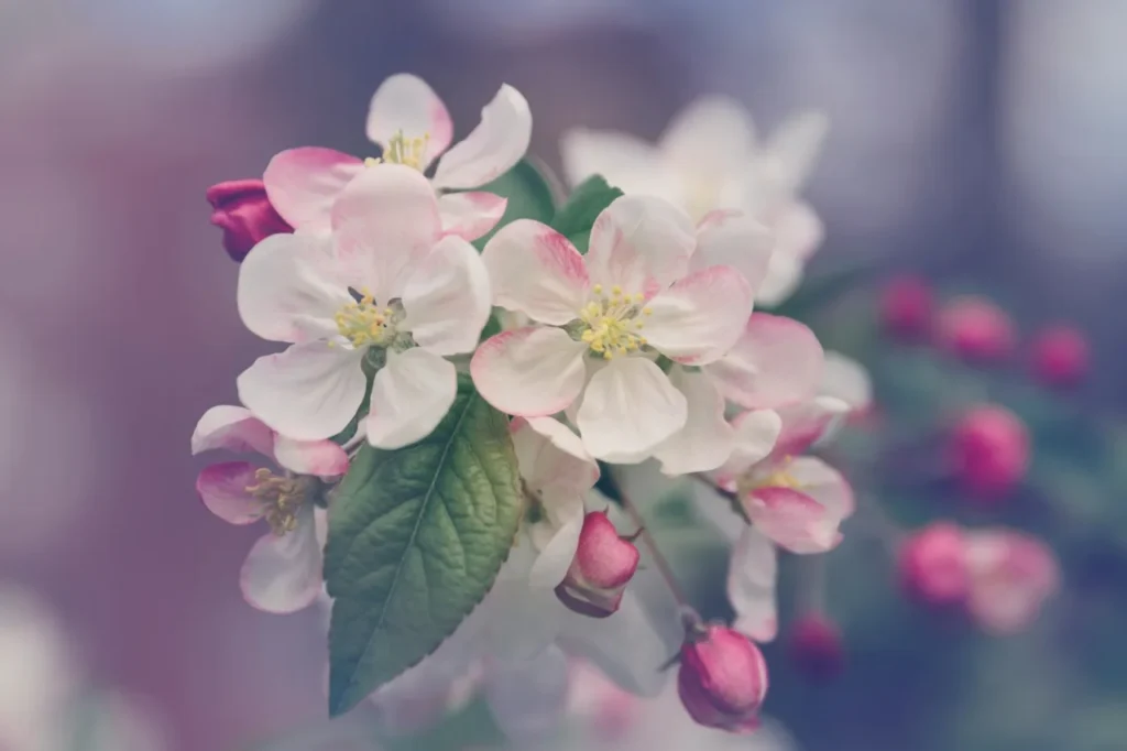 wit roze bloemen focus blur achtergrond