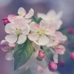 wit roze bloemen focus blur achtergrond